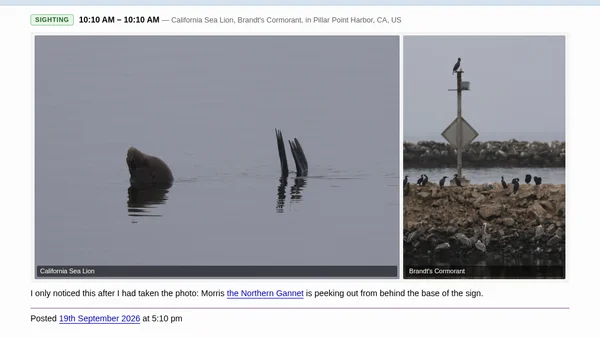 California Sea Lion, Brandt's Cormorant